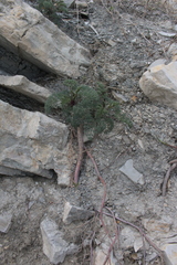 Seseli ponticum