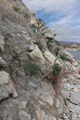 Seseli ponticum