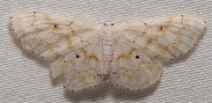 Idaea obfusaria