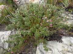 Podalyria buxifolia