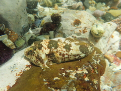 Chorisochismus dentex