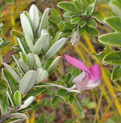 Podalyria buxifolia