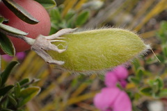 Podalyria buxifolia