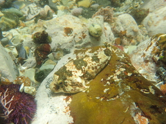 Chorisochismus dentex