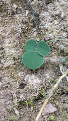 Desmodium rotundifolium