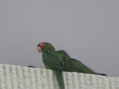 Psittacara mitratus