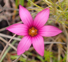 Romulea cruciata