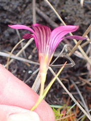 Romulea cruciata