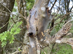Archipsocidae