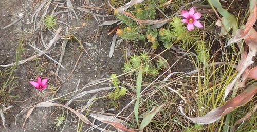 Image of Romulea cruciata by (c) Nicola van Berkel, some rights reserved (CC BY-SA)