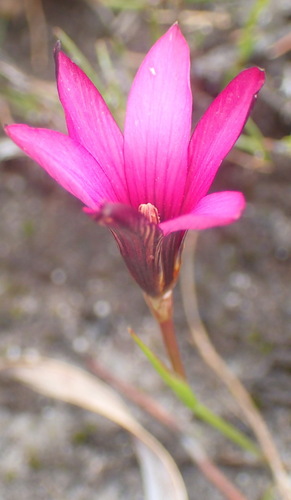 Image of Romulea cruciata by (c) Nicola van Berkel, some rights reserved (CC BY-SA)