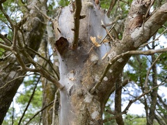 Archipsocidae