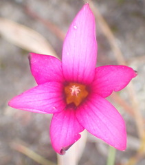 Romulea cruciata