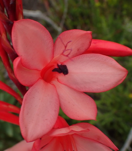 Image of Watsonia fourcadei by (c) Nicola van Berkel, some rights reserved (CC BY-SA)