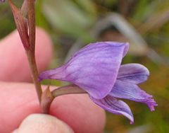 Disa hians