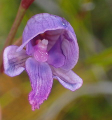 Disa hians