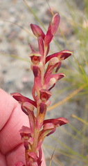 Disa reticulata