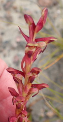 Disa reticulata