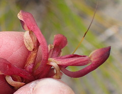 Disa reticulata