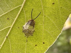 Physonota alutacea