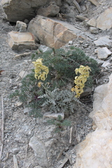 Matthiola odoratissima