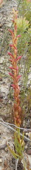 Disa reticulata