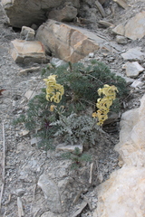 Matthiola odoratissima
