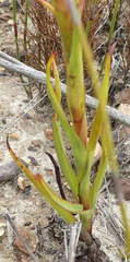 Disa reticulata