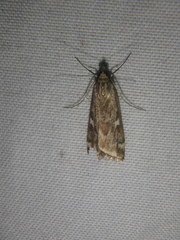 Loxostege sticticalis