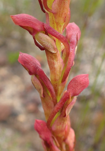 Image of Disa reticulata by (c) Nicola van Berkel, some rights reserved (CC BY-SA)