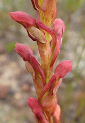 Disa reticulata