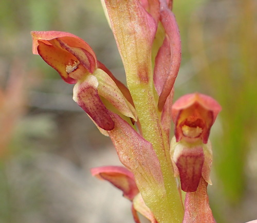Image of Net Monadisa (Disa reticulata) by (c) Nicola van Berkel, some rights reserved (CC BY-SA)