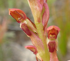 Disa reticulata