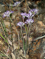Allium abramsii