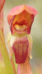 Disa reticulata