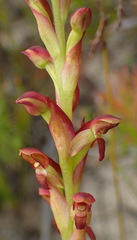Disa reticulata