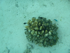 Acroporidae