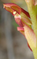 Disa reticulata