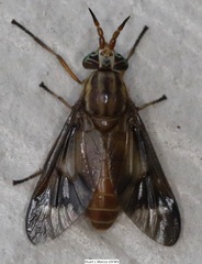 Chrysopsinae