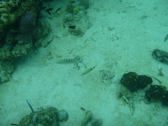 Lutjanus decussatus