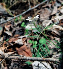 Cardamine dissecta
