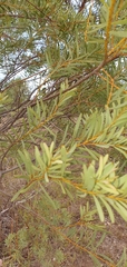 Acacia decora