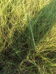 Paspalum floridanum