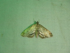 Parapoynx obscuralis