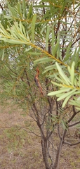 Acacia decora