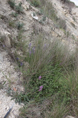 Polygala anatolica