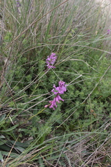 Polygala anatolica