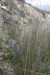 Polygala anatolica