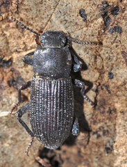 Phylan subcylindricus