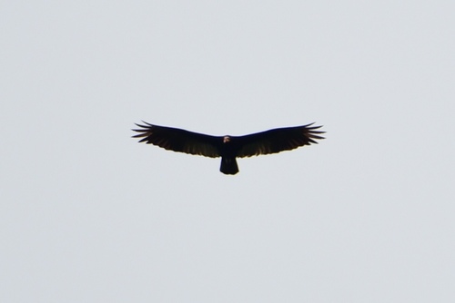 Cathartes melambrotus